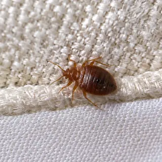Bed bug treatment service
