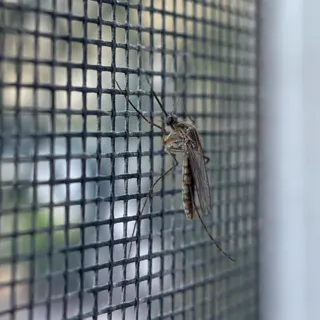 Mosquito and dengue spray service